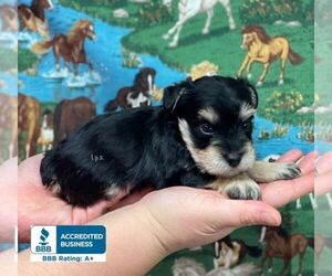 Schnoodle (Miniature) Puppy for sale in WINNSBORO, LA, USA