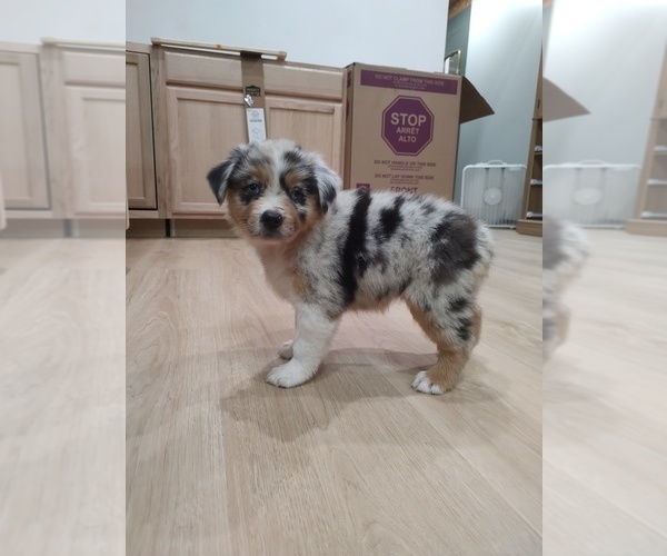 Medium Photo #9 Australian Shepherd Puppy For Sale in TUSCUMBIA, AL, USA