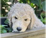 Small Photo #1 Goldendoodle Puppy For Sale in EL MIRAGE, AZ, USA