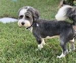 Small Photo #1 Miniature Bernedoodle Puppy For Sale in PORT SAINT LUCIE, FL, USA