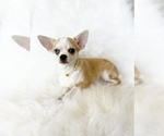 Small #2 Chihuahua