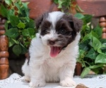 Small Photo #21 Havanese Puppy For Sale in GOSHEN, IN, USA