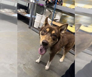 Australian Kelpie Dogs for adoption in Stockton, CA, USA