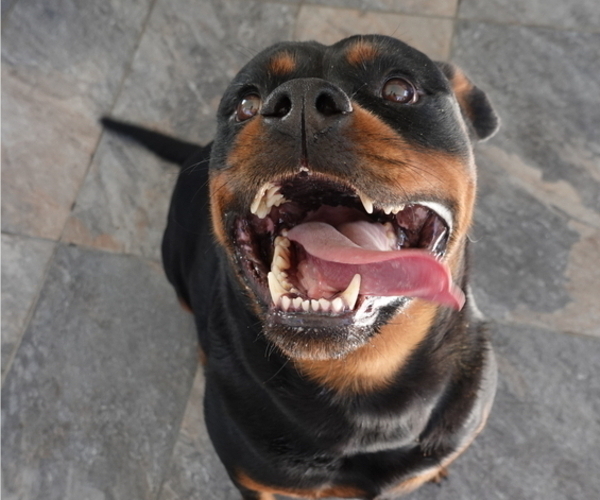 Medium Photo #4 Rottweiler Puppy For Sale in S CHARLESTON, WV, USA