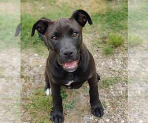 American Staffordshire Terrier-Boxer Mix Dogs for adoption in Talladega, AL, USA