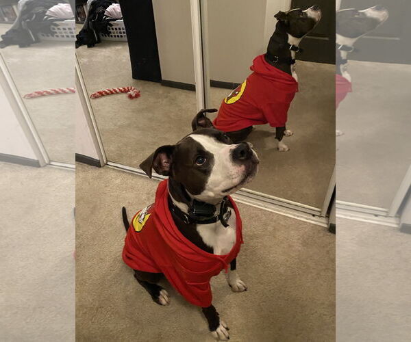 Medium Photo #2 American Pit Bull Terrier Puppy For Sale in Berkeley, CA, USA