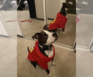 Dany - Female American Pit Bull Terrier Dog for Adoption - Photo #2