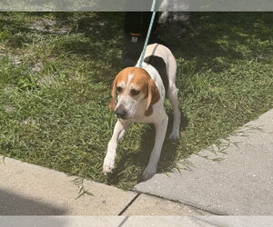 Wyatt - Male Beagle Dog for Adoption - Photo #5