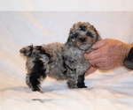 Small #2 Poodle (Toy)
