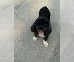 Small #5 Poodle (Toy)