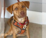 Small #9 Labrador Retriever Mix