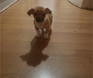 Chihuahua Puppy for sale in SPARTANBURG, SC, USA