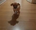 Small Chihuahua