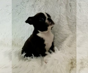 Boston Terrier Puppy for sale in CINCINNATI, OH, USA