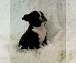 Image preview for Ad Listing. Nickname: Ruby