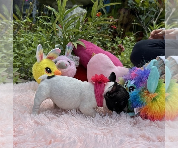 Medium Photo #17 French Bulldog Puppy For Sale in LEHIGH ACRES, FL, USA
