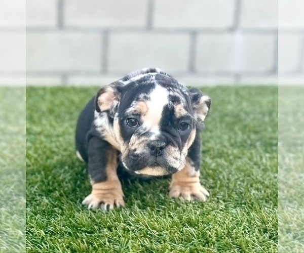 Medium Photo #30 English Bulldog Puppy For Sale in PORTOLA VALLEY, CA, USA