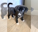 Puppy Jean Siberian Husky-Unknown Mix