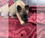 Small Photo #138 Belgian Malinois Puppy For Sale in REESEVILLE, WI, USA