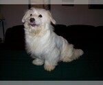 Small Photo #5 Coton de Tulear Puppy For Sale in HORSE BRANCH, KY, USA
