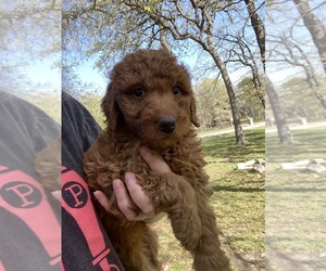 Goldendoodle (Miniature) Puppy for sale in ELGIN, TX, USA