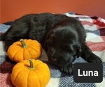 Small Photo #6 Tibetan Mastiff Puppy For Sale in PRINCETON, MN, USA