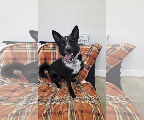 Medium Photo #3 German Shepherd Dog-Unknown Mix Puppy For Sale in Rockaway, NJ, USA