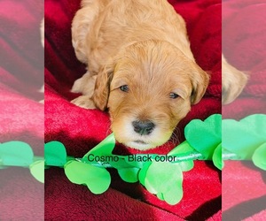 Australian Labradoodle Puppy for sale in RANCHO CUCAMONGA, CA, USA