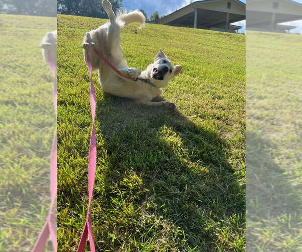 Medium Photo #9 Labrenees Puppy For Sale in Ellijay, GA, USA