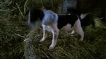 Small Photo #1 Rat Terrier-Shiba Inu Mix Puppy For Sale in GOSHEN, IN, USA