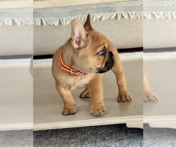 Medium Photo #4 French Bulldog Puppy For Sale in AURORA, CO, USA