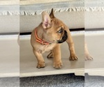 Bruno - Male French Bulldog Puppy for Sale - Photo #4