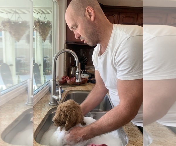 Medium Photo #42 Goldendoodle Puppy For Sale in HUNTINGTON BEACH, CA, USA