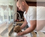 Small #41 Goldendoodle