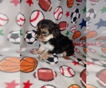 Small #15 Morkie
