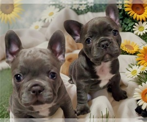 French Bulldog Puppy for sale in BOSTON, KY, USA