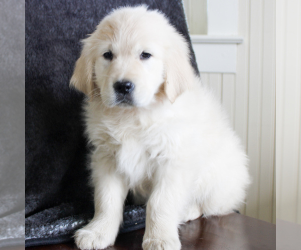 Medium Photo #3 English Cream Golden Retriever Puppy For Sale in MANHEIM, PA, USA