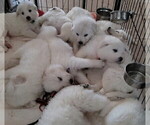 Small #4 Great Pyrenees