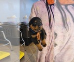 Small Photo #4 Rottweiler Puppy For Sale in WESTLAND, MI, USA