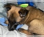 Small #6 Belgian Malinois