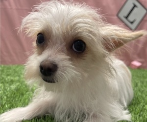 Chorkie Puppy for sale in STUART, FL, USA