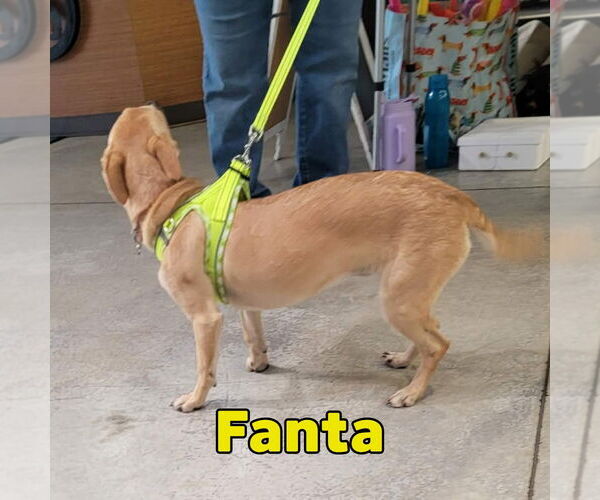 Medium Photo #18 Dachshund-Unknown Mix Puppy For Sale in San Antonio, TX, USA