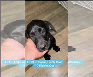 Labrador Retriever Puppy for sale in OSYKA, MS, USA