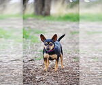 Small #7 Chihuahua