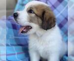 Small Photo #3 Great Pyrenees-Unknown Mix Puppy For Sale in San Diego, CA, USA