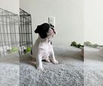 Small Photo #26 French Bulldog Puppy For Sale in MISSION, TX, USA