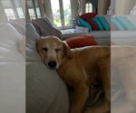 Small #1 Mutt