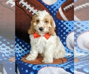 Cocker Spaniel-Poodle (Miniature) Mix Puppy for sale in LEOLA, PA, USA