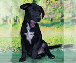 Small Labrador Retriever Mix