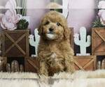 Puppy Tiggy AKC Poodle (Miniature)